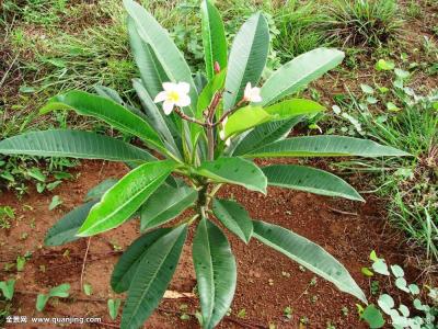 Ò»Öܲƾ:Õ®È¯Í¨ÏÆ¿ªÃæÉ´ Öйú½ðÈÚ¿ª·ÅÔÙÏÂÒ»³Ç